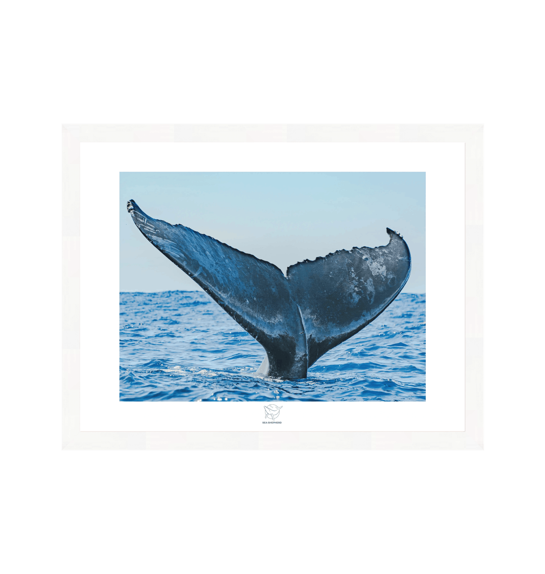 White Frame Fine art print Front